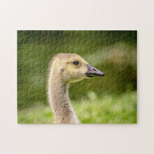 Canadese gans (Kuiken) Legpuzzel (Horizontaal)