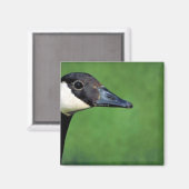 Canadese gans magneet (Voorkant / Achterkant)