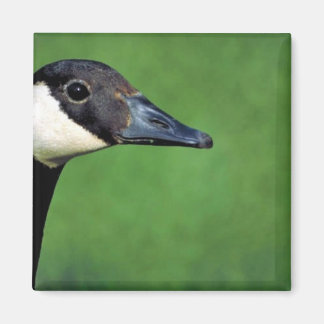 Canadese gans magneet