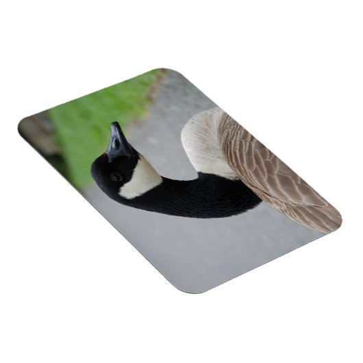 Canadese gans magneet (Rechterzijde)