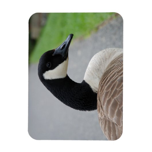 Canadese gans magneet (Verticaal)