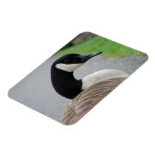 Canadese gans magneet (Linkerzijde)