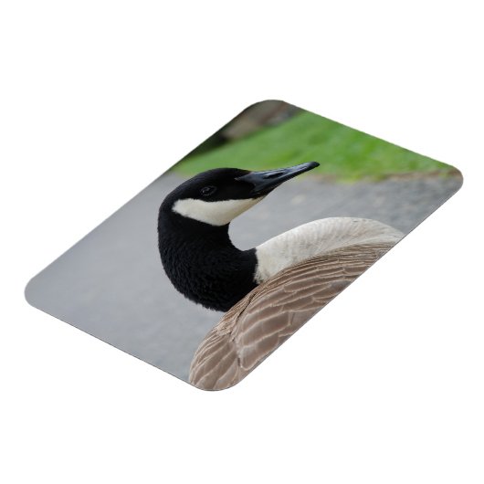 Canadese gans magneet (Linkerzijde)