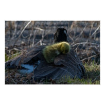 Canadese gans met gosling Poster Print