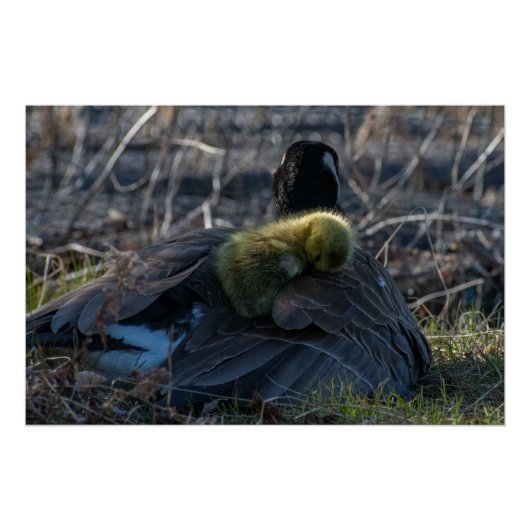 Canadese gans met gosling Poster Print (Voorkant)