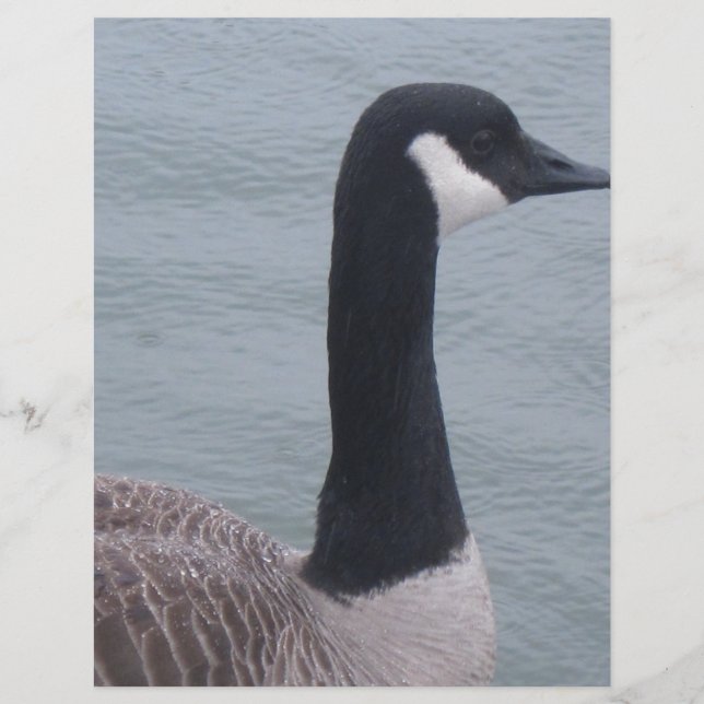 Canadese gans op een meer (Voorkant)