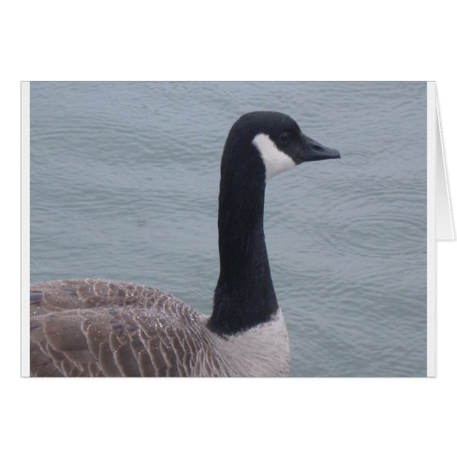 Canadese gans op een meer (Voorkant Horizontaal)