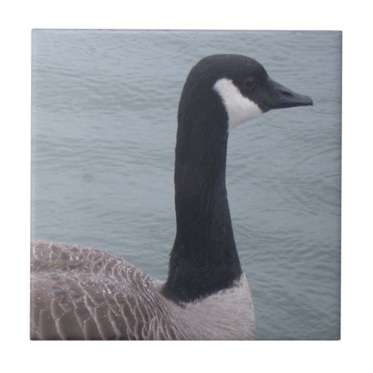 Canadese gans op een meer tegeltje (Voorkant)