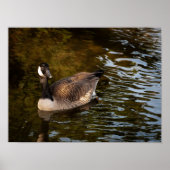 Canadese gans poster (Voorkant)