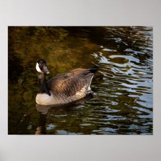 Canadese gans poster