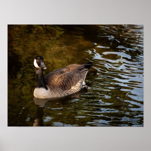 Canadese gans poster (Voorkant)