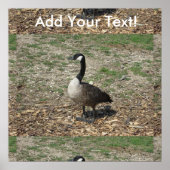 Canadese gans poster (Voorkant)
