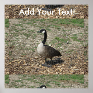 Canadese gans poster