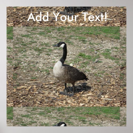 Canadese gans poster (Voorkant)