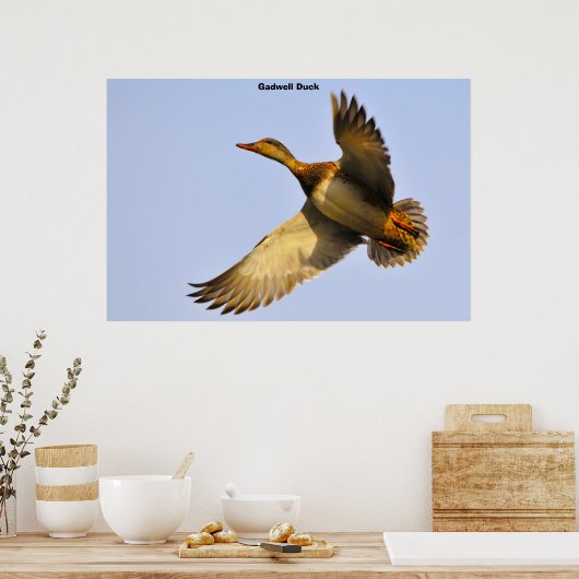 Canadese Gans Poster (Keuken)