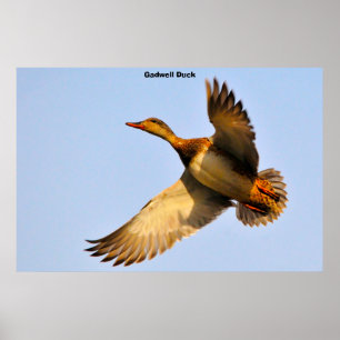 Canadese Gans Poster