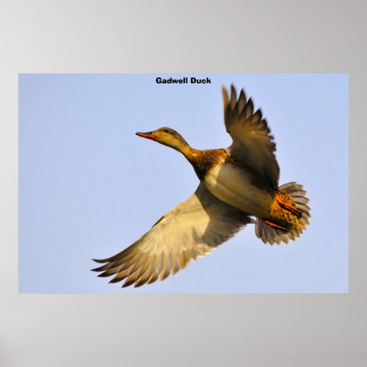 Canadese Gans Poster (Voorkant)