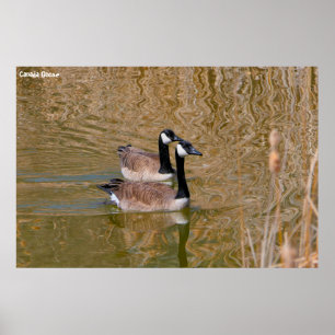 Canadese gans poster
