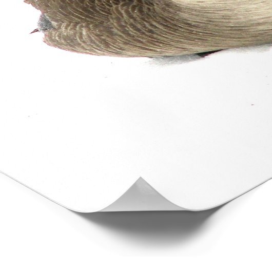 Canadese gans poster (Hoek)