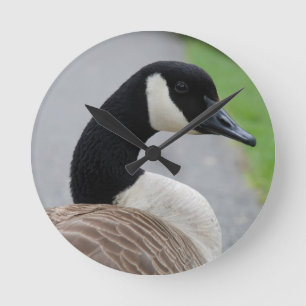 Canadese gans ronde klok