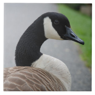 Canadese gans tegeltje