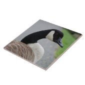 Canadese gans tegeltje (Zijkant)