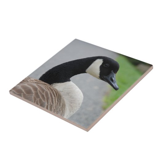 Canadese gans tegeltje (Zijkant)