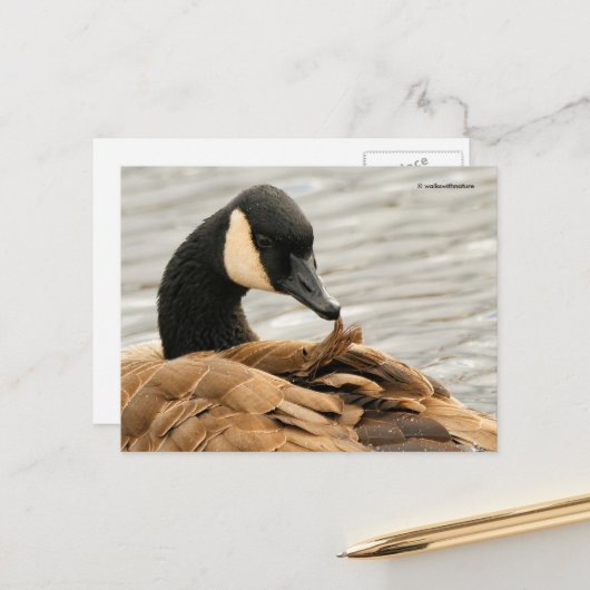 Canadese gans verzorgt zijn veren op het meer briefkaart (Voorkant / Achterkant in situ)
