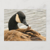 Canadese gans verzorgt zijn veren op het meer briefkaart (Voorkant)