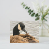 Canadese gans verzorgt zijn veren op het meer briefkaart (Staand voorkant)