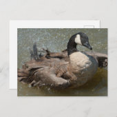Canadese gans zwemmen in het meer briefkaart (Voorkant / Achterkant)