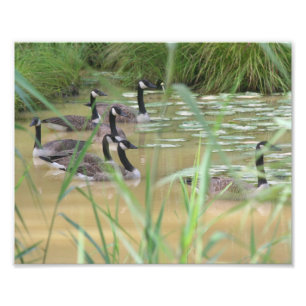 Canadese ganzen Afgelegen moeras 10x8 Natuur Foto Afdruk