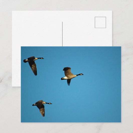 Canadese ganzen briefkaart (Voorkant / Achterkant)