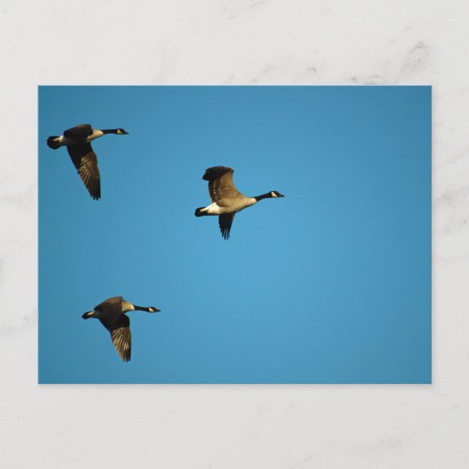 Canadese ganzen briefkaart (Voorkant)