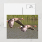 Canadese ganzen briefkaart (Voorkant / Achterkant)