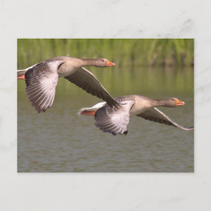 Canadese ganzen briefkaart