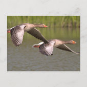 Canadese ganzen briefkaart (Voorkant)