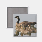 Canadese ganzen en jonge ganzen magneet (Voorkant / Achterkant)