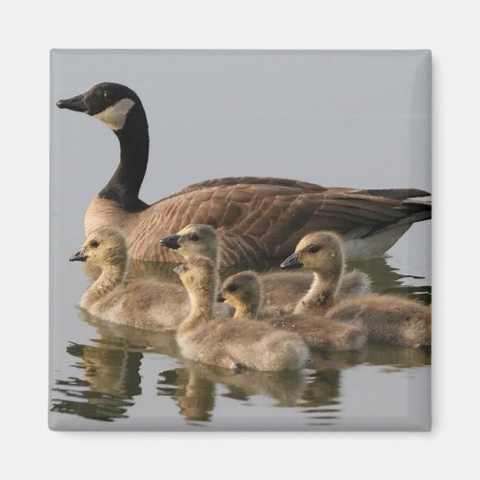 Canadese ganzen en jonge ganzen magneet (Voorkant)