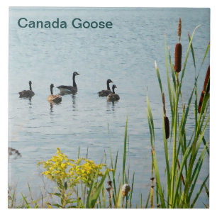 Canadese Ganzen En Lisdodde Tegeltje