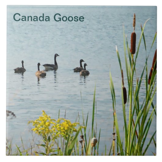 Canadese Ganzen En Lisdodde Tegeltje (Voorkant)