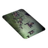 Canadese ganzen en Mallard Ducks Magnet Magneet (Rechterzijde)