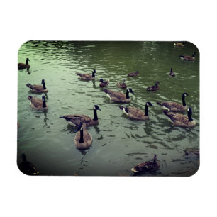 Canadese ganzen en Mallard Ducks Magnet Magneet
