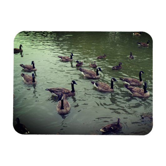Canadese ganzen en Mallard Ducks Magnet Magneet (Horizontaal)