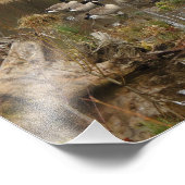 Canadese ganzen foto afdruk (Hoek)