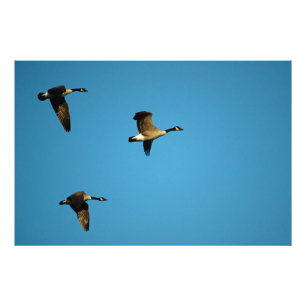 Canadese ganzen foto afdruk