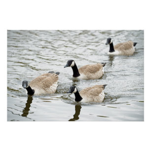 Canadese ganzen hebben een gander! perfect poster