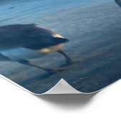 Canadese ganzen in het Refuge Poster (Hoek)