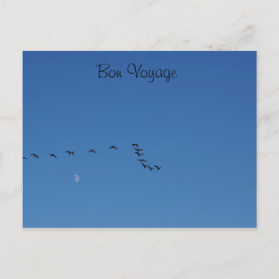 Canadese ganzen in vlucht briefkaart