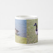 Canadese ganzen langs de Ottawa-rivier Koffiemok (Center)